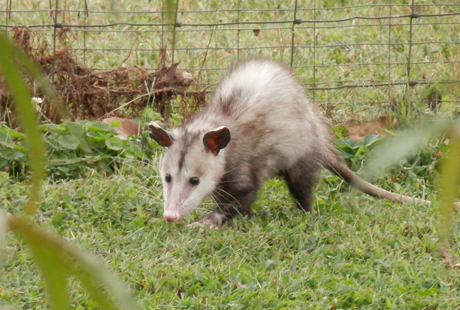 Need Help Removing Possums?